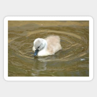 Little Swan Wondering Sticker